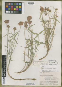Trifolium dedeckerae image