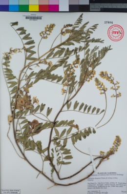 Image of Astragalus douglasii