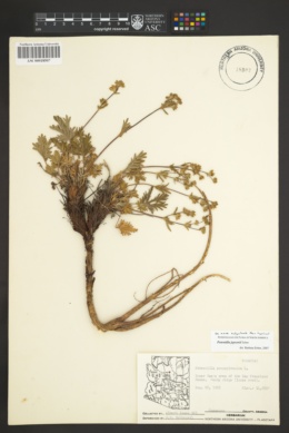 Image of Potentilla jepsonii