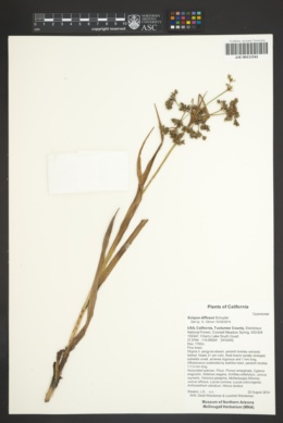 Image of Scirpus diffusus