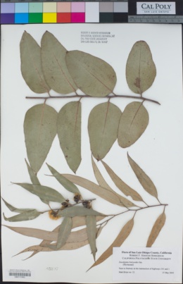 Eucalyptus botryoides image
