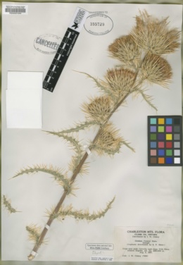 Cirsium eatonii var. clokeyi image