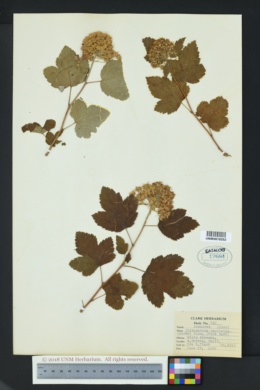 Image of Physocarpus capitatus