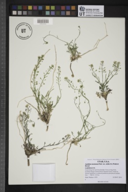 Lepidium montanum var. stellae image