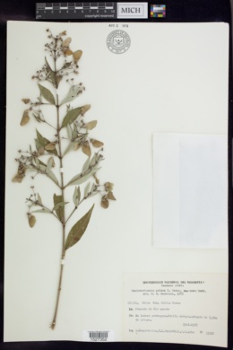 Banisteriopsis goiana image