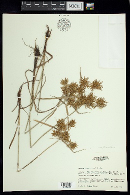 Cyperus camphoratus image