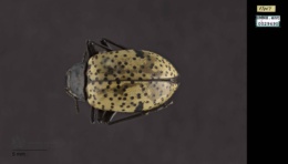 Gibbifer californicus image