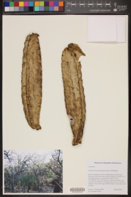 Leptocereus paniculatus image