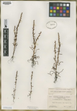 Plagiobothrys glaber image