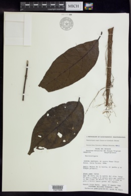 Banisteriopsis caapi image