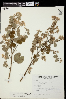 Image of Bauhinia subrotundifolia