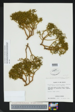 Image of Phoradendron hawksworthii