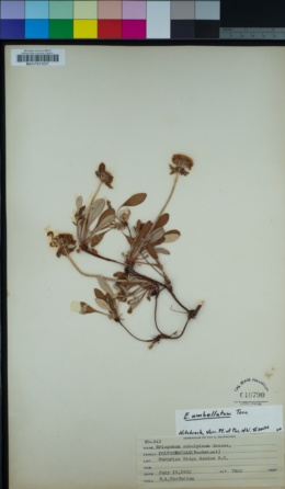 Eriogonum subalpinum image