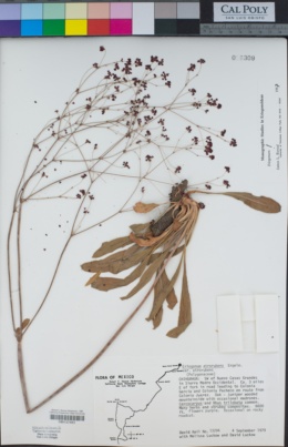 Eriogonum atrorubens image