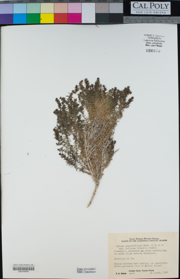 Galium angustifolium subsp. foliosum image