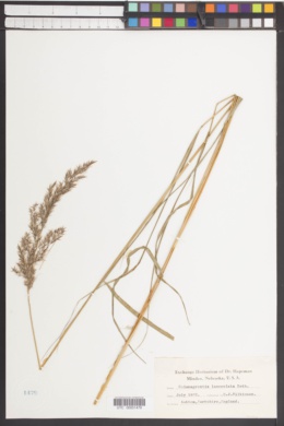 Calamagrostis lanceolata image