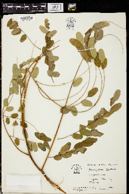 Adenanthera pavonina image