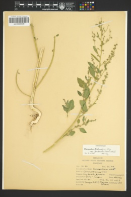 Image of Chenopodium acerifolium