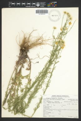 Erigeron oreophilus image