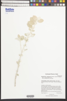 Shepherdia x utahensis image