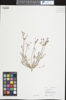 Image of Lomatium planosum