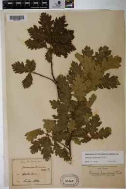 Quercus pubescens image