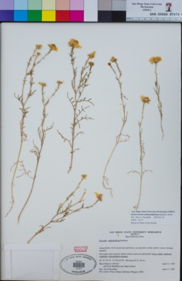 Dyssodia anthemidifolia image