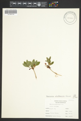Image of Vaccinium alaskaense