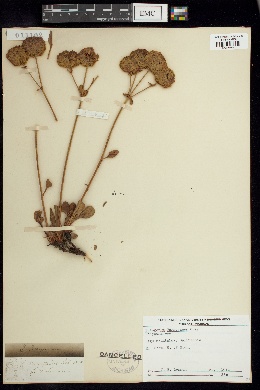 Eriogonum torreyanum image