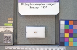 Image of Dictyophorodelphax usingeri