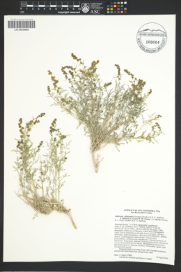 Image of Ambrosia platyspina