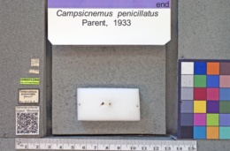 Campsicnemus penicillatus image