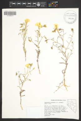 Camissonia kernensis var. gilmanii image