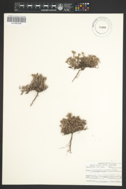 Image of Paronychia depressa