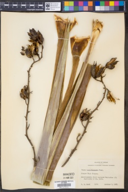 Image of Yucca cernua
