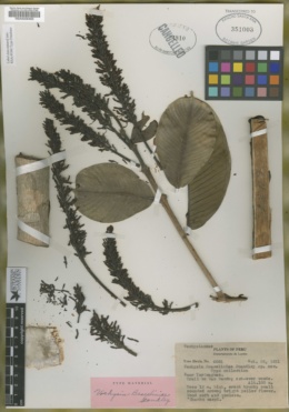 Image of Vochysia braceliniae