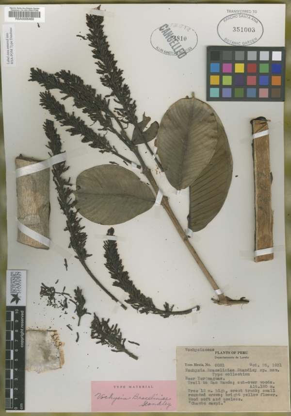Vochysiaceae image
