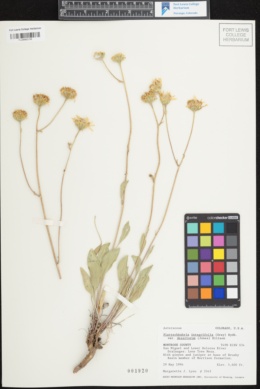 Image of Platyschkuhria integrifolia