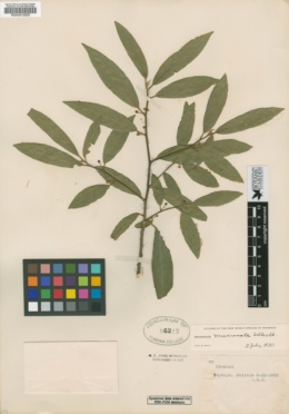 Rhamnus mucronata image