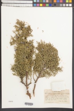 Juniperus occidentalis var. occidentalis image