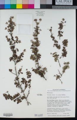 Ceanothus foliosus var. medius image