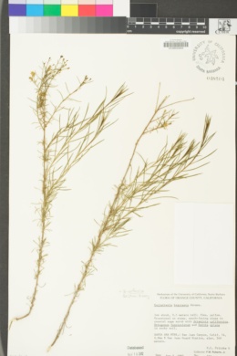 Gutierrezia californica image