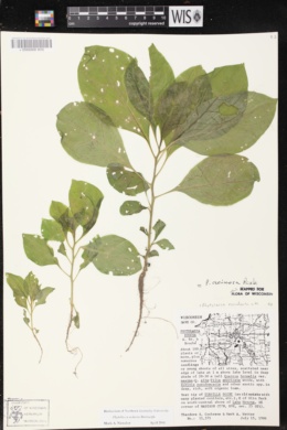 Phytolacca latbenia image