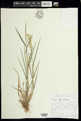 Polypogon elongatus image