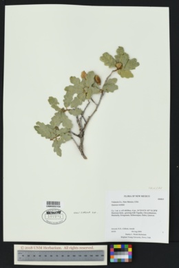 Quercus welshii image