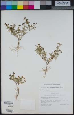 Chrysanthellum indicum image