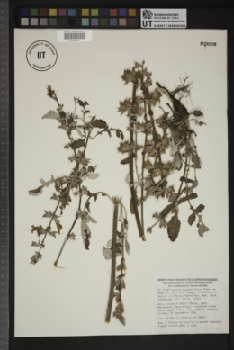 Salvia taraxacifolia image