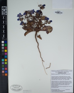 Phacelia campanularia subsp. campanularia image
