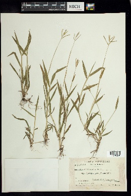 Paspalum orbiculatum image