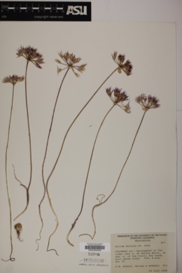 Allium dictuon image